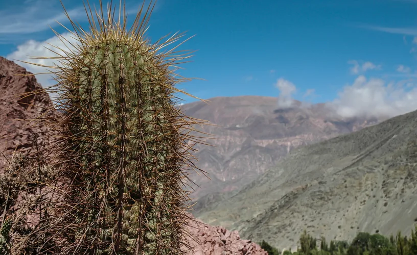 por qué le dicen salta la linda