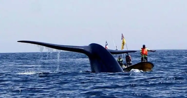 Ballena jorobada saliendo del agua junto a kayak con turistas