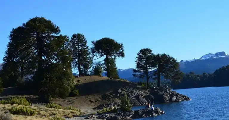 Árboles Pehuén junto a lago azul con montañas nevadas