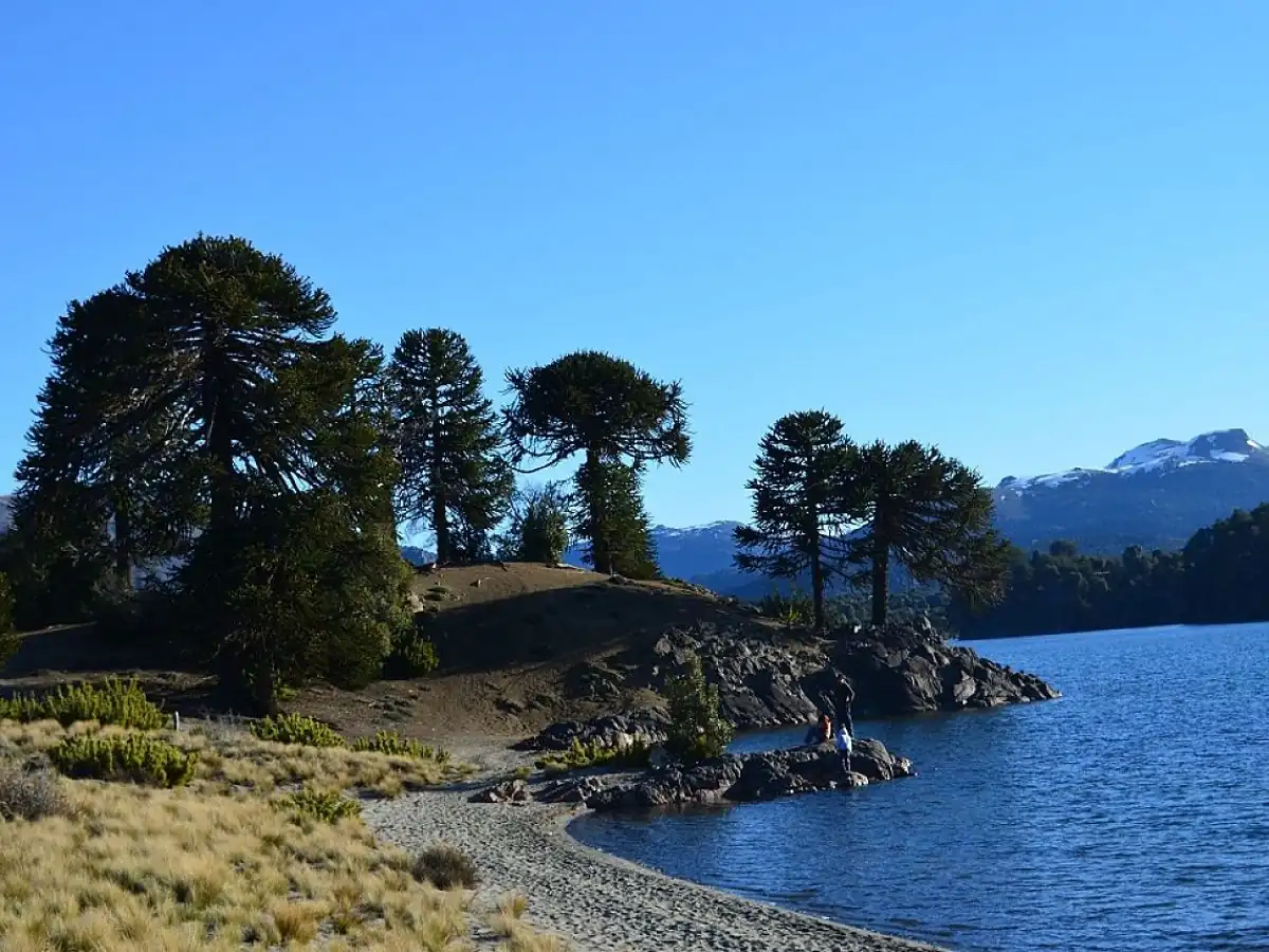 Árboles Pehuén junto a lago azul con montañas nevadas