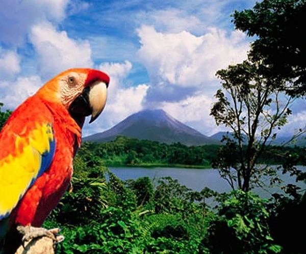 Guacamayo rojo y amarillo sobre rama con volcán cónico y laguna tropical al fondo, Costa Rica