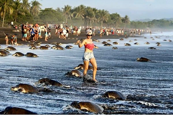 Desove de tortugas marinas en playa del Parque Tortuguero observado por cientos de visitantes, Costa Rica