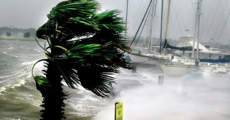 Palmera azotada por vientos fuertes con mar agitado y huracán
