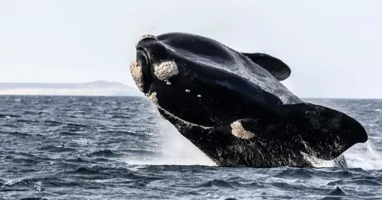Ballena saltando parcialmente fuera del agua