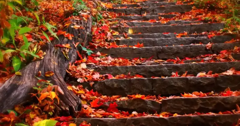 Escaleras de madera cubiertas de hojas rojas de otoño