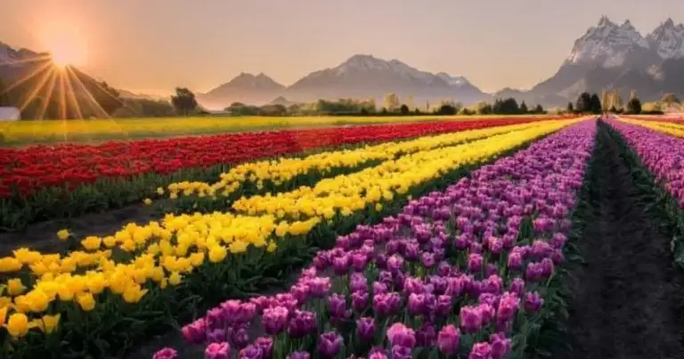 tulipanes patagonia