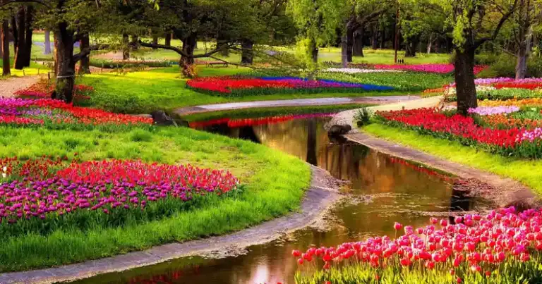 tulipanes en Holanda