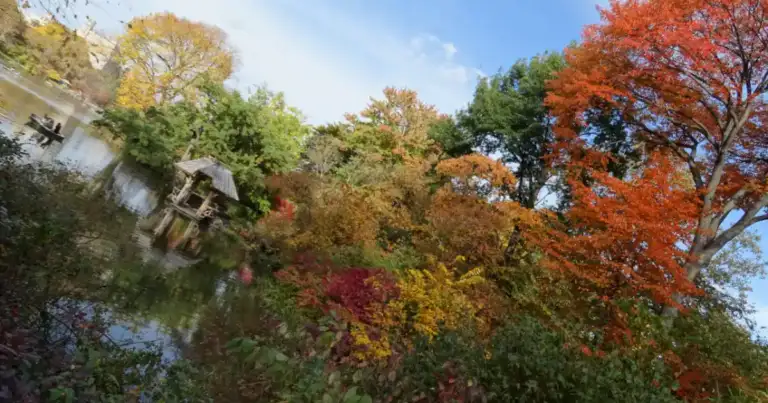 Parque con árboles en otoño de colores rojos y naranjas