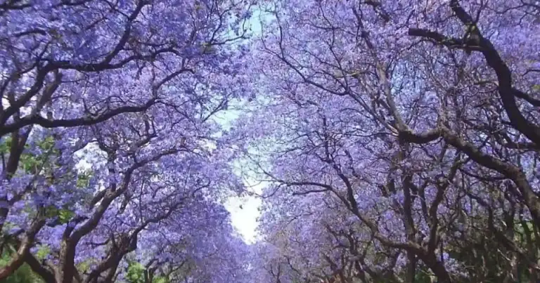 buenos aires y los jacarandaes