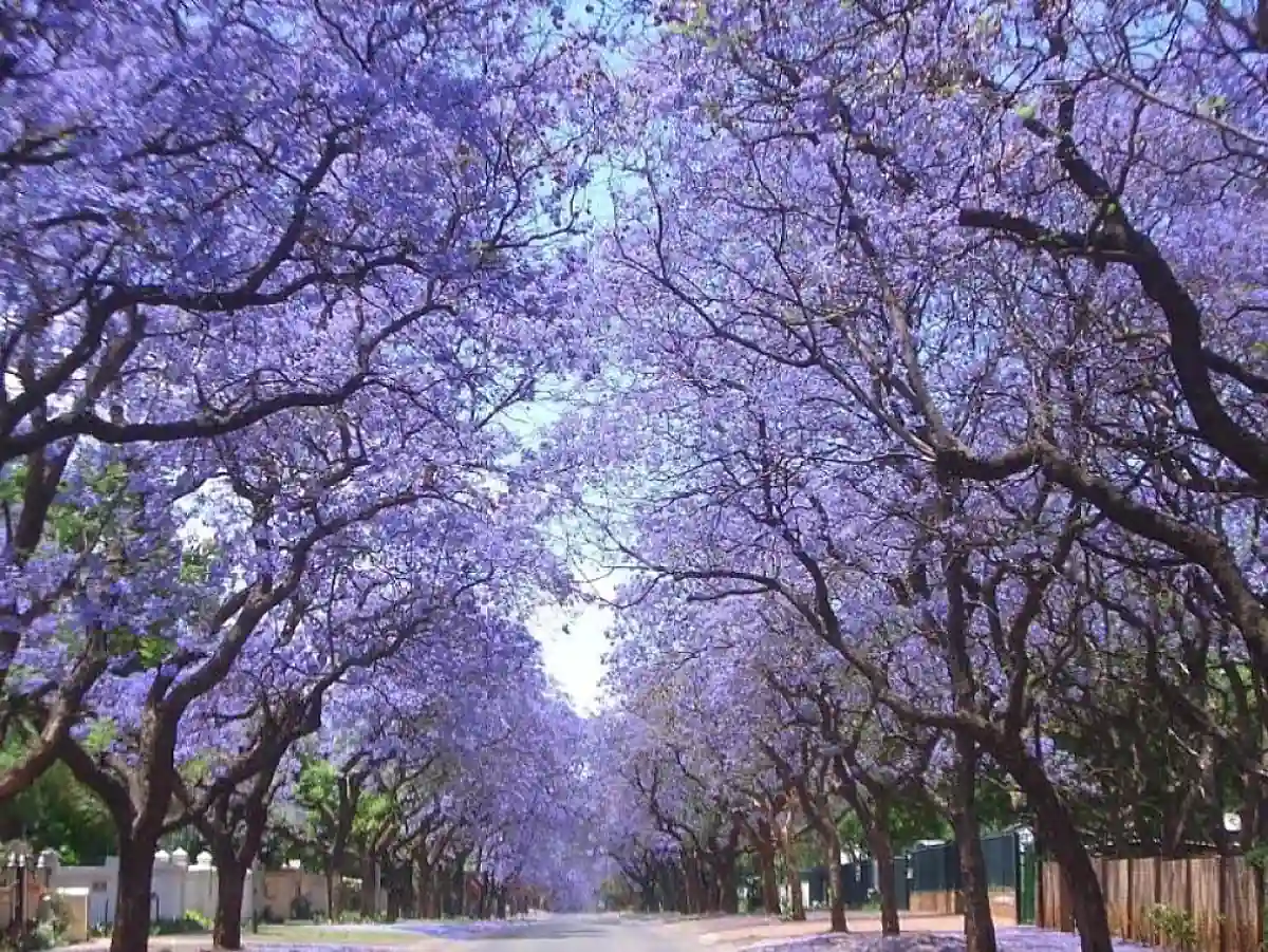 buenos aires y los jacarandaes