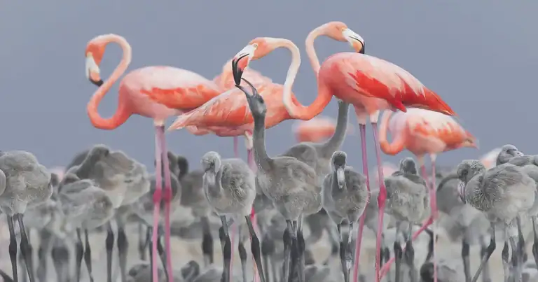 foto de naturaleza premiada. flamencos rosas
