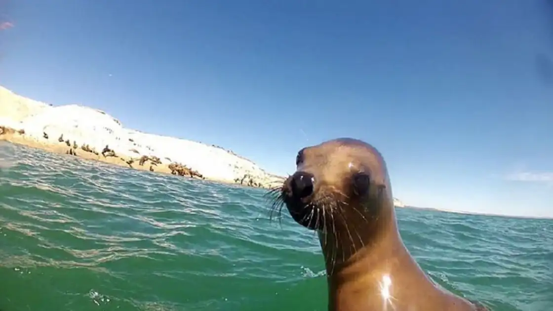 Puerto Madryn en verano: gran destino en la Patagonia