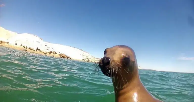 Puerto Madryn en verano: gran destino en la Patagonia