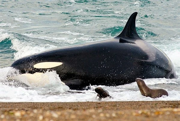 Ballena orca varada en orilla de playa con rocas