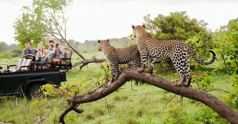 tigres miran autos de un safari en el parque nacional kruger