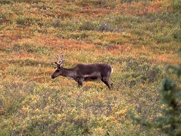 Alce en tundra de parque nacional con vegetación otoñal marrón y verde