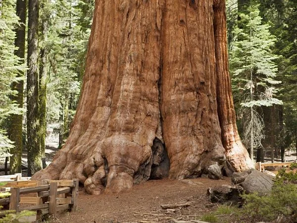 Secuoya gigante con persona diminuta mostrando su tamaño monumental