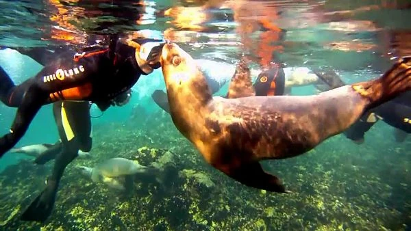 Buzo buceando junto a león marino bajo el agua en Puerto Madryn