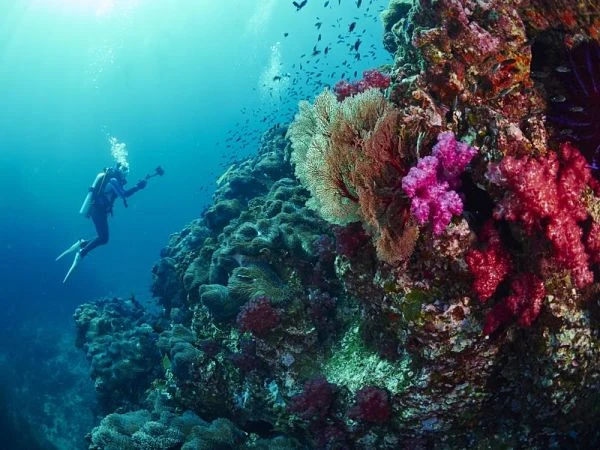 Buzo entre arrecife de coral colorido en agua azul cristalina