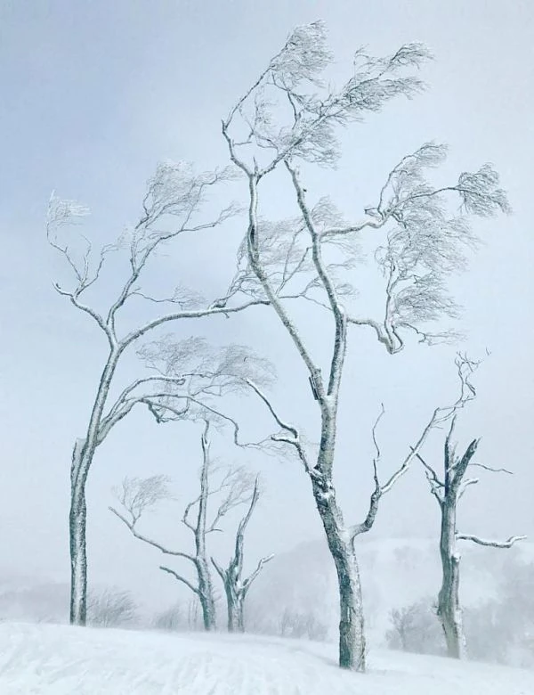 Árboles nevados doblados por el viento en Ace Hill, Hokkaido, Japón