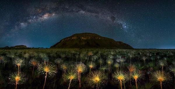 Parque Nacional Veadeiros de noche con Vía Láctea y árboles iluminados