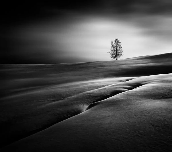 Fotografía en blanco y negro de árbol solitario en Parque Yellowstone