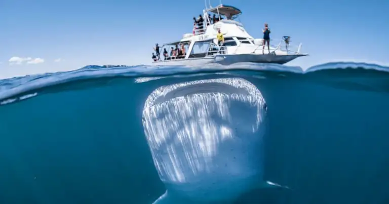 tiburón ballena