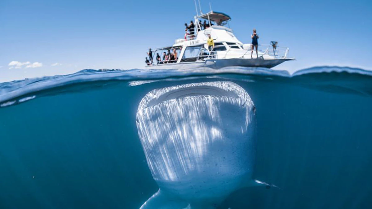 tiburón ballena