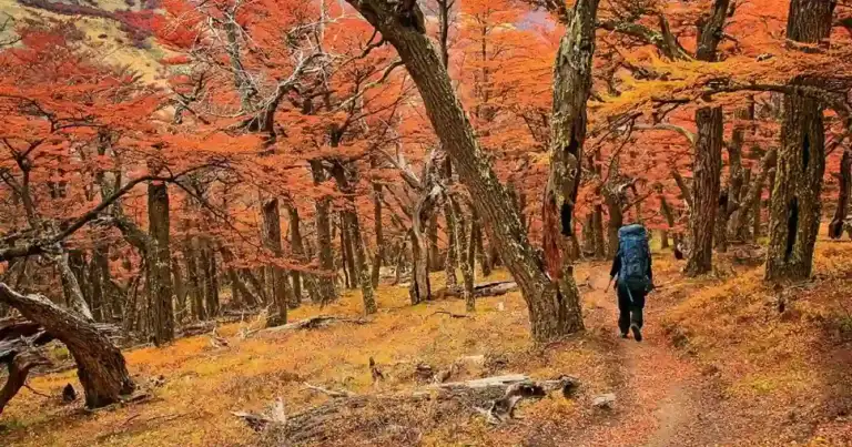 Parque nacional Tierra del Fuego