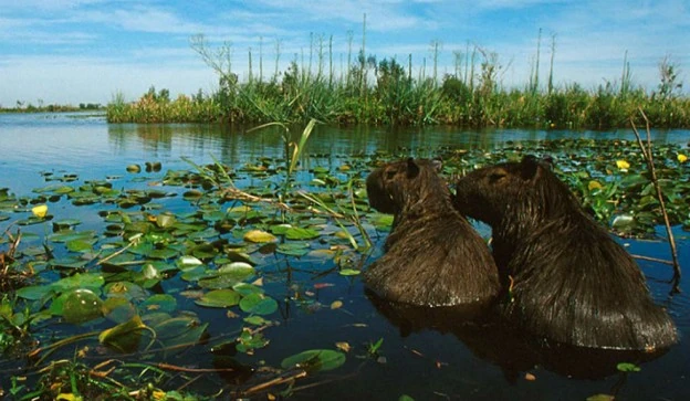Esteros del Iberá