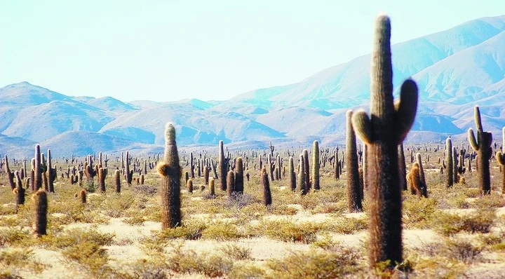 Paisaje árido con cactus columnares sobre terreno montañoso y cielo azul