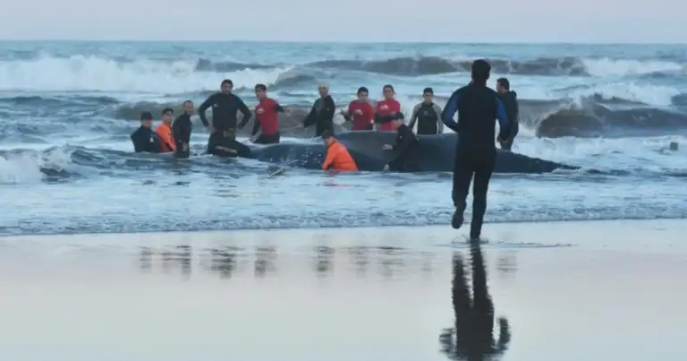 Grupo de personas en el agua intentando rescatar una ballena varada