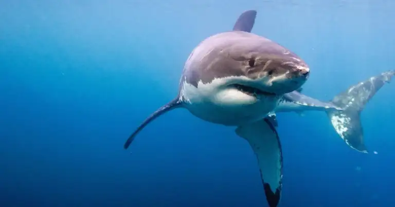 Tiburón blanco nadando en agua azul profunda con aleta visible