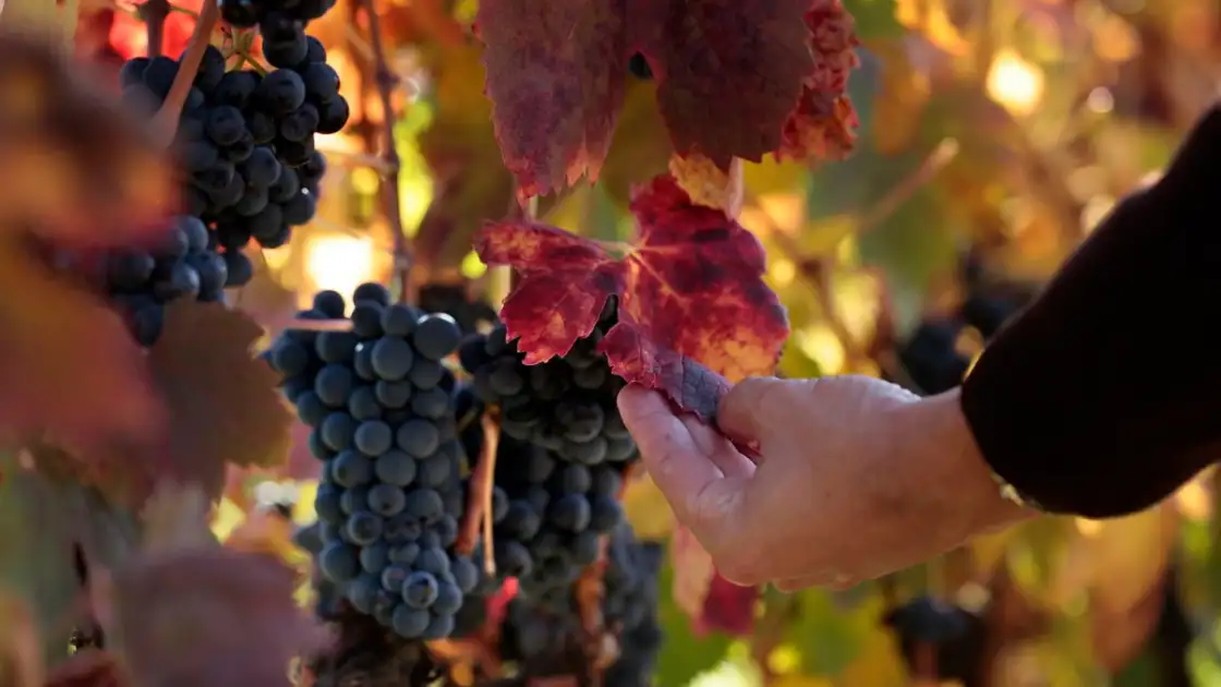 variedad de vino tinto