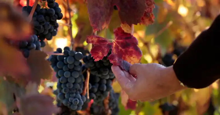 variedad de vino tinto