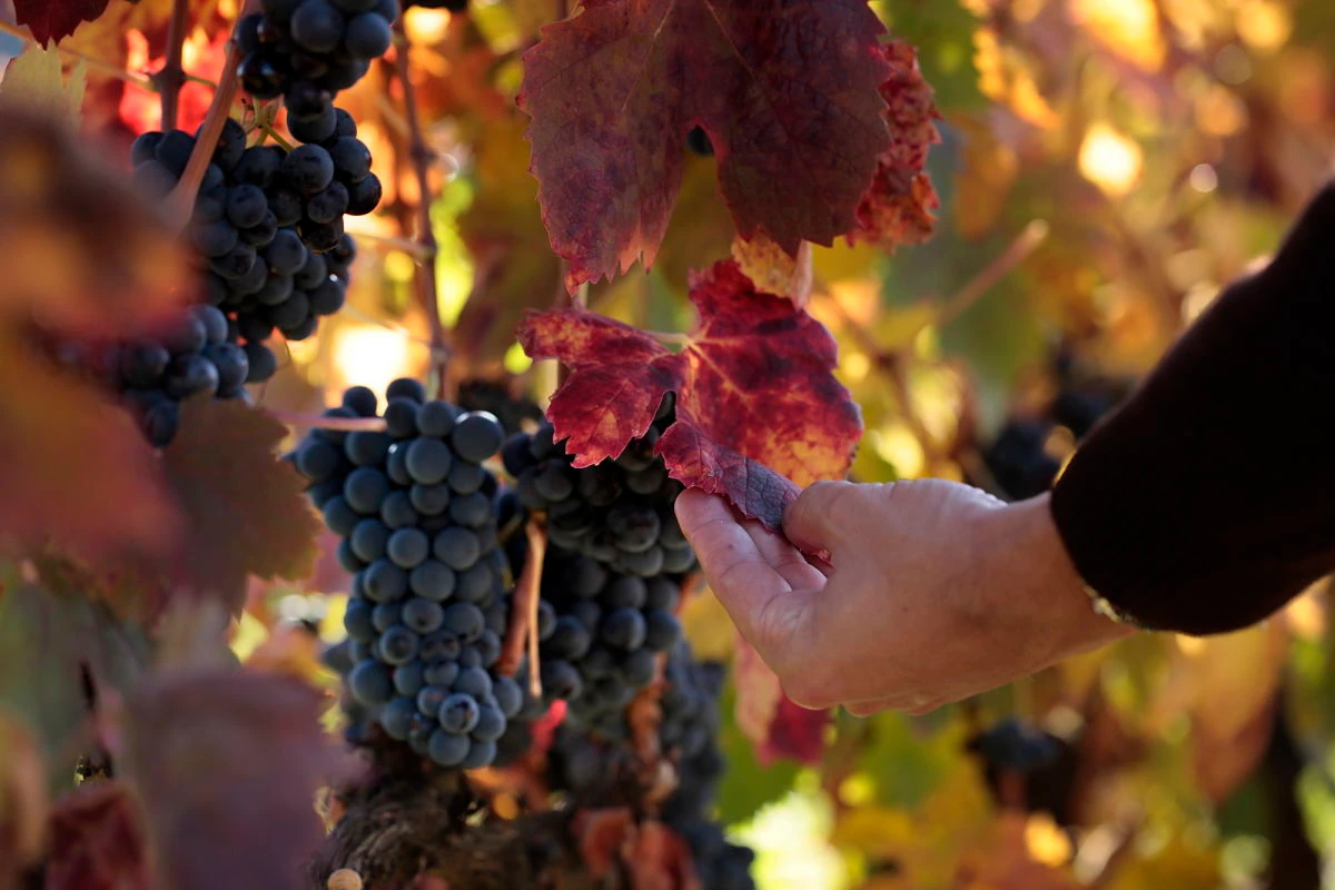 variedad de vino tinto