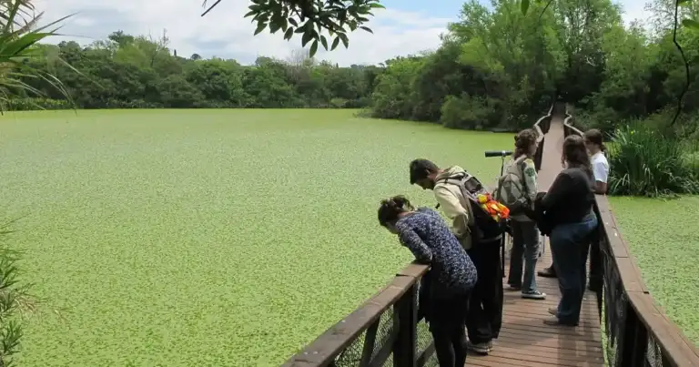 Pasarela de madera sobre agua con visitantes observando humedal