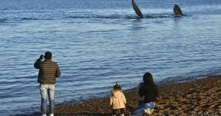 Aletas de ballena emergiendo del agua con observadores en playa