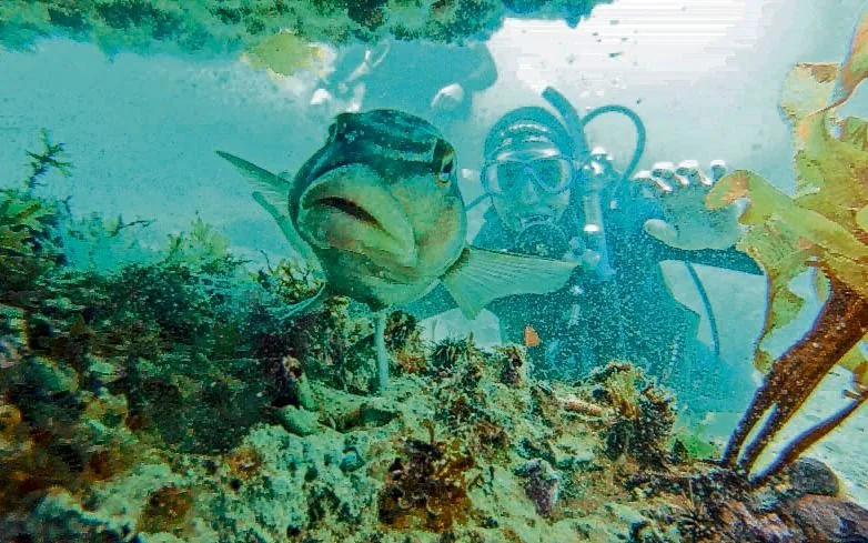 buceo en argentina precios