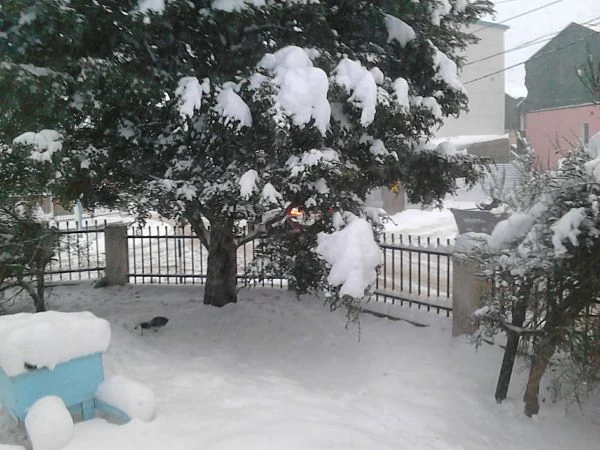 Patio nevado con árbol cubierto de nieve y vegetación
