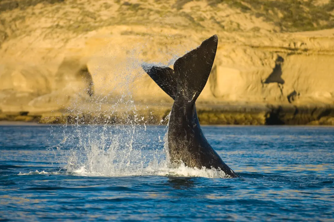 Las ballenas de Puerto Madryn son un orgullo de la Patagonia argentina. peninsula valdes ballenas