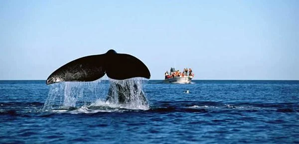 Cola de ballena emergiendo en el mar durante un avistaje en Puerto Madryn con lancha turística