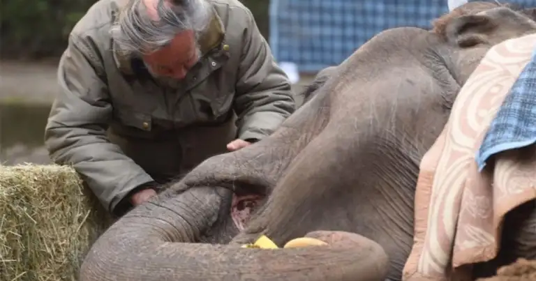 Hombre cuidando a elefante joven que come paja
