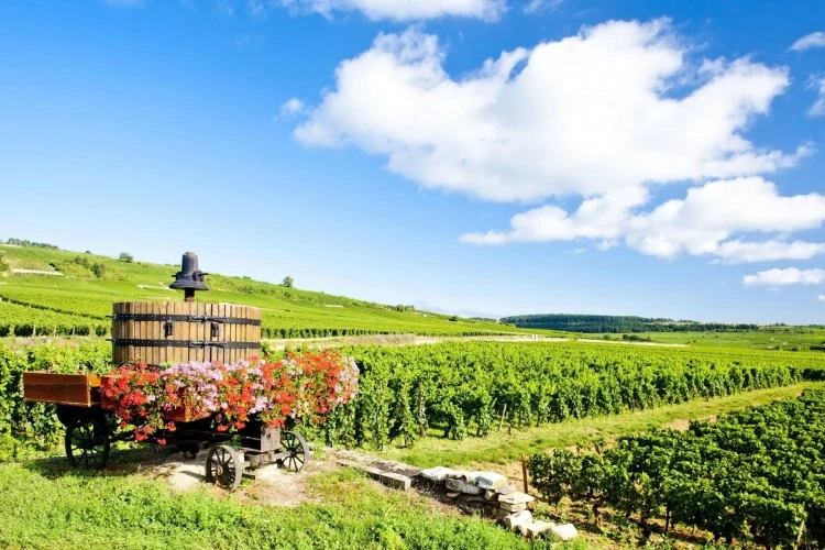 Puedes ver: Maravillosas rutas en tren visitando el sur de Francia