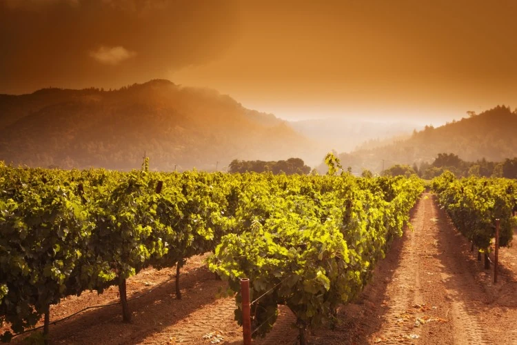 Viñedo del Valle de Napa en California con montañas de fondo