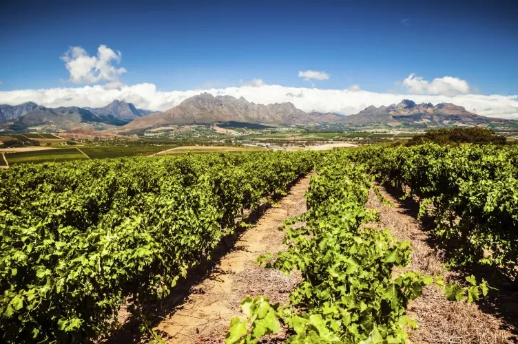 Viñedo de Stellenbosch en Sudáfrica con montañas al atardecer
