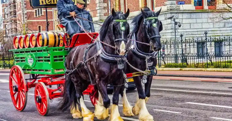 Amsterdam heineken