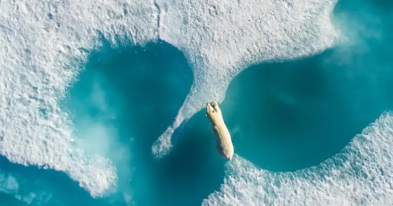 Vista aérea de un oso polar caminando sobre hielo entre charcos de agua turquesa
