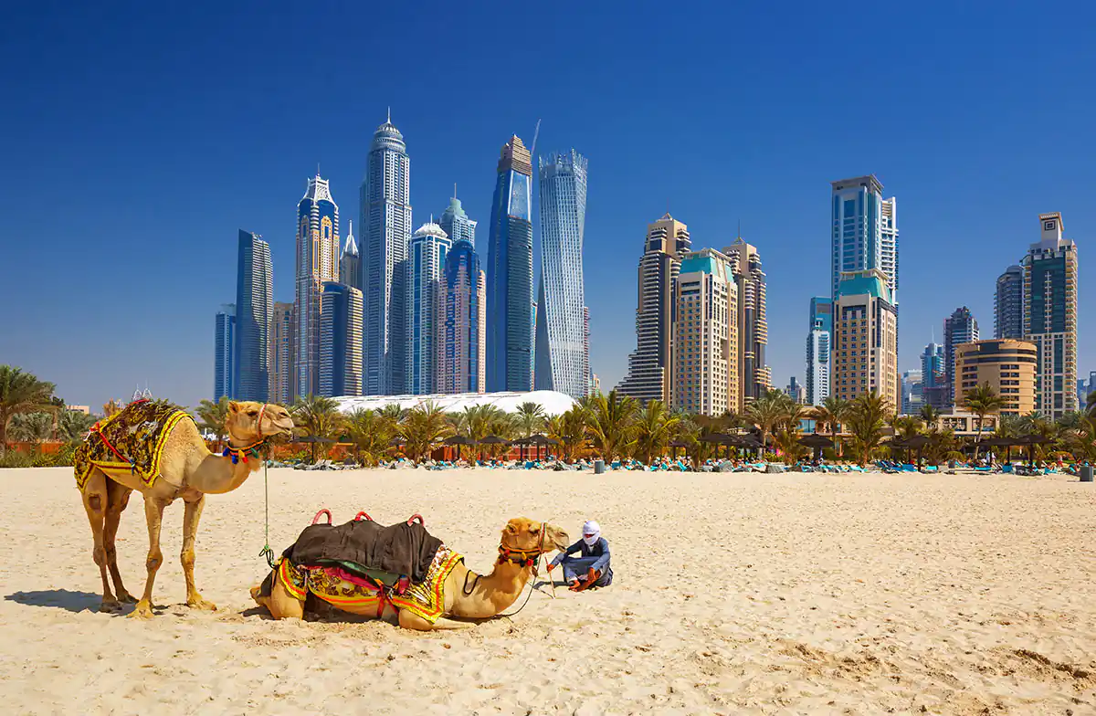 Camellos descansan en playa frente a rascacielos