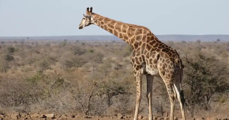 safari en sudafrica